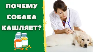 🐕📝🐾 Почему собака кашляет?