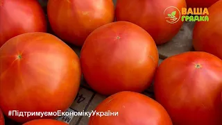 ✅ Врожай 2022! Сорти томатів, огірків: переваги, проблеми та секрети вирощування.