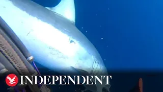 Diver screams for help as he is attacked by shark