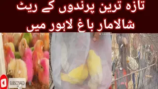 Visit Sunday Birds Market Lahore 7 March 2021!letset Update Birds Rate in Lahore in Urdu/Hindi