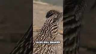 The Shocking Truth About Roadrunners Their Deadly Feud with Snakes