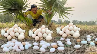 WOW WOW ,Found and pick a lot of big duck egg at the field