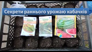 Секрети раннього урожаю кабачків. Саджу насіння кабачків