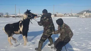 Асау Жабағы баланы басып кетті,жүрек жұтқан жігіт.