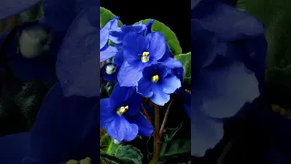 African Violets: Because Patience Is Overrated 🕑🌸 #flowers #nature #timelapse