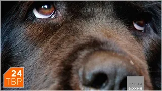 Тибетский мастиф: собака, которая видит человека насквозь | Элита | ТВР24 | Сергиев Посад