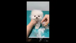 POMERANIAN THE CUTEST DOGS | Cute Dog Pet Puppy Pomeranian #53