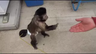 Monkey Buys Drink From Vending Machine   Funny Videos