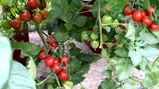 Trồng cà chua bi sai trĩu quả trên sân thượng | Growing tomatoes in pots on the balcony