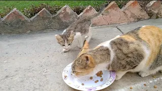 Cute Kitten Trying To Get Adopted By Street Cat But She Hates Kittens