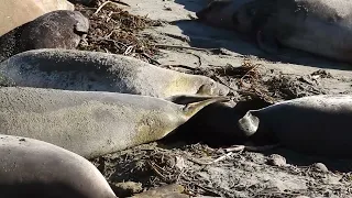 San Simeon 1/24/23 B6 Elephant Seal Birth