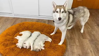 Husky and a Tiny Puppy Before Becoming Friends