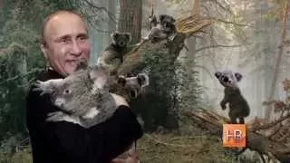 Коала и Путин