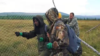 Российские добровольцы спасают овцебыков .Russian volunteers rescue musk oxen .