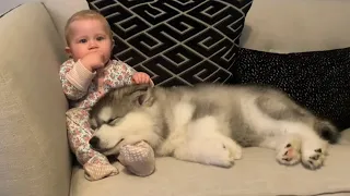 When your dog becomes the trusted nanny - Heartwarming Moments Between Dogs and Humans