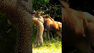 young wildebeest vs leopard #animals #leopard #wildebeest #shorts #viral