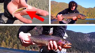 Trout from Shore! Trips & Tricks (+ SECRET LURE!!!)