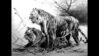 The Three Extinct Tiger Subspecies