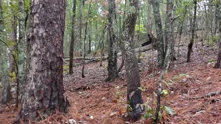 Alabama Bigfoot 2 Mini Bigfoot hunts and a Hikers Bigfoot Encounter