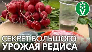 СОЧНЫЙ И КРУПНЫЙ РЕДИС БЕЗ ВРЕДИТЕЛЕЙ! Секреты выращивания редиса для небывалого урожая.