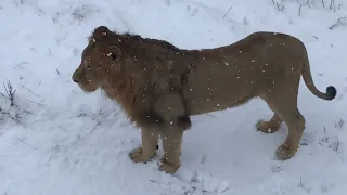 Как львы девочку спасли! Life of lions