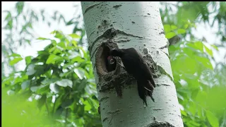 Ciocanitoarea negra la pui