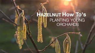 Planting Hazelnut Trees