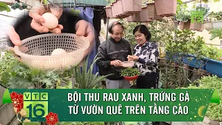 Thu hoạch mỏi tay từ vườn quê trên tầng cao | VTC16