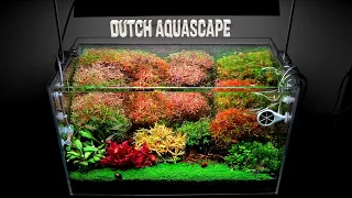Dutch Style Planted Aquarium - Massive Trimming!