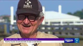 : Clear blue water in Galveston?