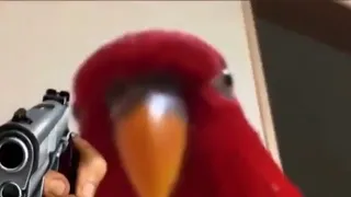 red bird - meme compilation