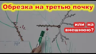 ОБРЕЗКА на 3 ПОЧКУ или НА ВНЕШНЮЮ ПОЧКУ? Как правильно обрезать плодовые деревья в саду?