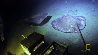 The World on the Ocean Floor | Sea of Hope: America's Underwater Treasures