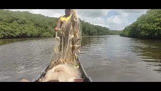 MAIOR CARDUME PEIXES PEGO NA TARRAFA, PESCARIA DE TARRAFA COM MUITOS PEIXES 😁👏🐟🚣