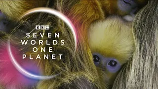 Seven Worlds, One Planet: Extended Trailer (ft Sia and Hans Zimmer) | New David Attenborough Series