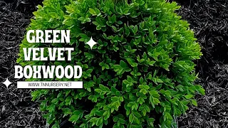 Green Velvet Boxwoods - TN Nursery