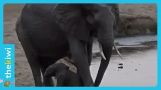 Heartbreaking moment when an elephant abandons her baby in a pond