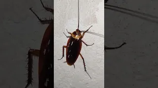 Cockroach (Telapoka) attack at night