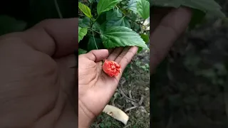 Hibiscus Flower | Orange Colour Hibiscus Flower