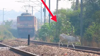LIVE DEATH Escapes - Luckiest COW CROSS Railway Track in Front OF The Train