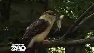 The Laughing Kookaburra