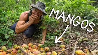 Finding wild mangos in the jungle
