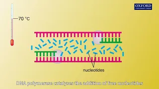 Animation E4, 1.5 Polymerase chain reaction