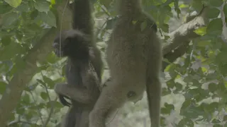 A Sensational Gibbon Monkey in the wild Borneo Rainforest