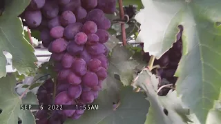 Сорт винограду "Малиновый Супер" - сезон 2022 # Grape variety "Malynovyi Super" - season 2022