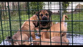 Boerboel Mother Telling Her Puppies Off For Mis Behaving 🤣 - #boerboel #puppies