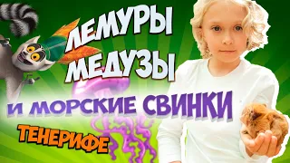 Морские свинки, лемуры и медузы.Тенерифе. Парки Loro Parque и Jungle Park