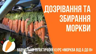 Курс ﻿«Морква від А до Я» - БЛОК 5. «Дозрівання та збирання моркви»