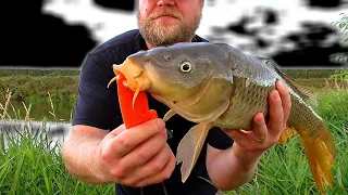 Pond Fishing for Carp (Carp Fishing Daydream)