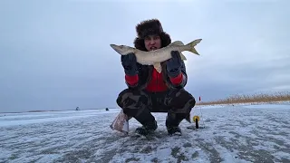Первый лёд 2019-2020! Ловля щуки на жерлицы! Зимняя Рыбалка!